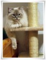 /album/benson/benson-07-jpg/